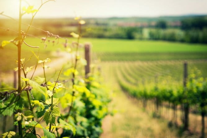 Knossos Wine & More - The Sum Up