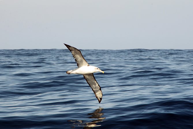 Knysna Marine Life & Garden Route Coastline Experience - Highlights of the Experience