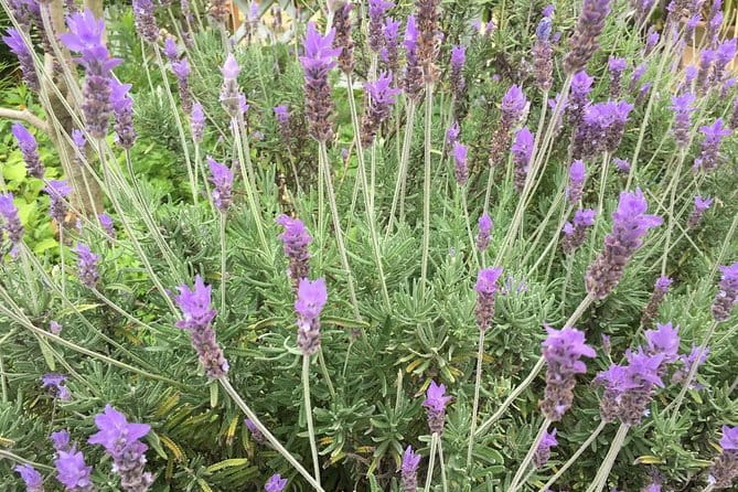 Kobe Private Tour From Osaka (Shore Excursion Available From Osaka or Kobe Port) - Riding the Nunobiki Ropeway