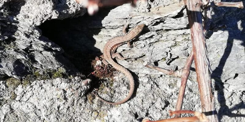 Koblenz: The Living Vineyard, Nature & Wine Enjoyment - Who Will Enjoy This?