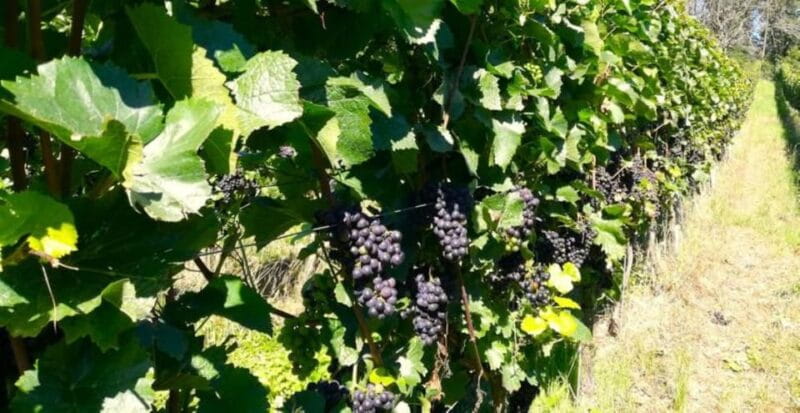 Koblenz: The Living Vineyard, Nature & Wine Enjoyment - Price and Logistics: Good Value for the Experience