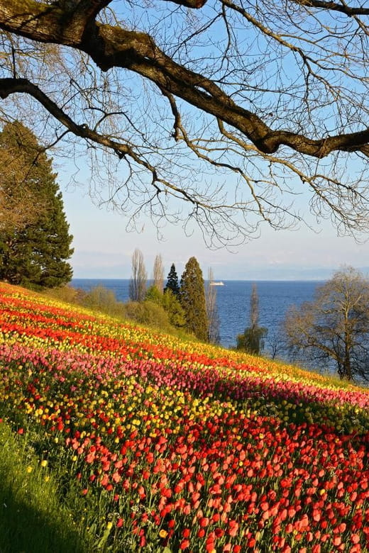 Konstanz: Mainau Island Entry Ticket - The Castle and Baroque Church: Architectural Highlights