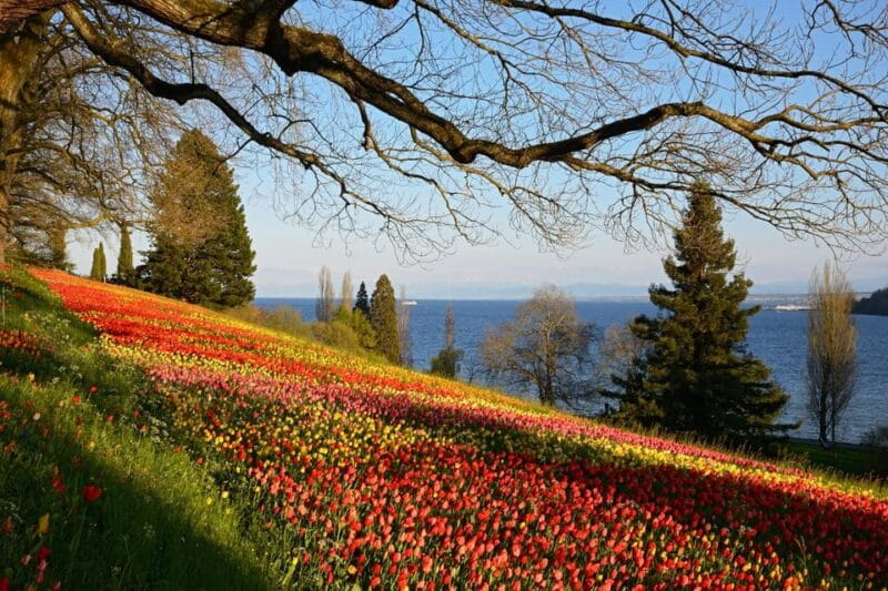 Konstanz: Mainau Island Entry Ticket - Practical Tips for Visiting Mainau Island