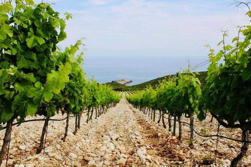 Korcula: Guided Wine Tour with Tastings - Exploring Korcula’s Wine Heritage: An In-depth Review