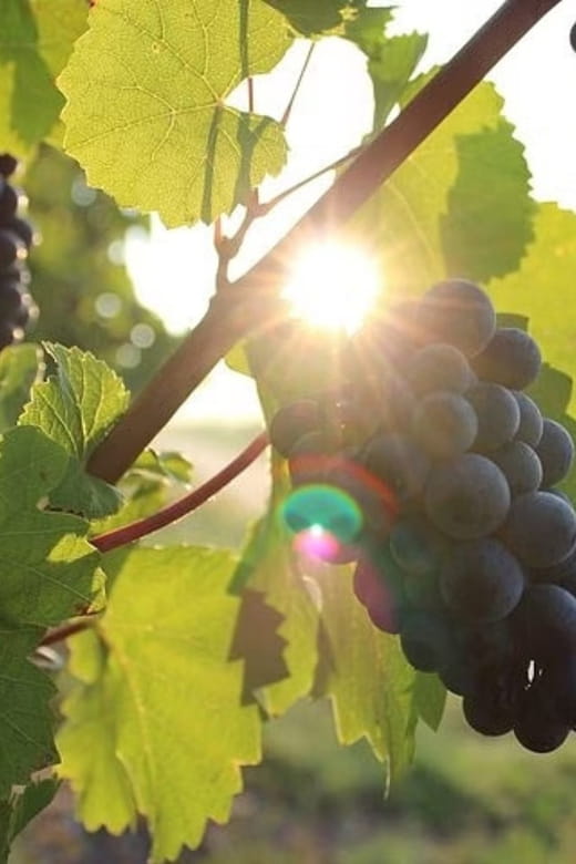 Korcula & Peljesac Wine Tasting Group Tour from Dubrovnik - Is This Tour Right for You?