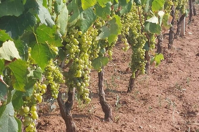 Korula for Wine Lovers - Poip and Grk Wines Private Tour - Final Thoughts