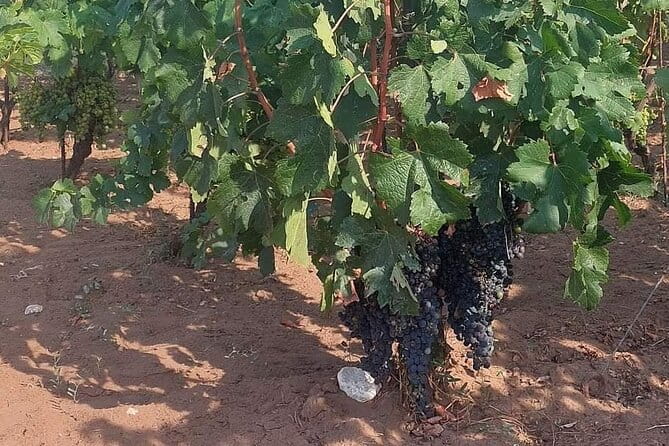 Korula for Wine Lovers - Poip and Grk Wines Private Tour - Frequently Asked Questions