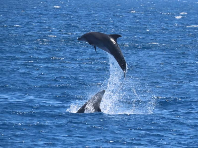 Kos: 3-Island Cruise with Lunch and Hotel Transfer - Key Points / Takeaways