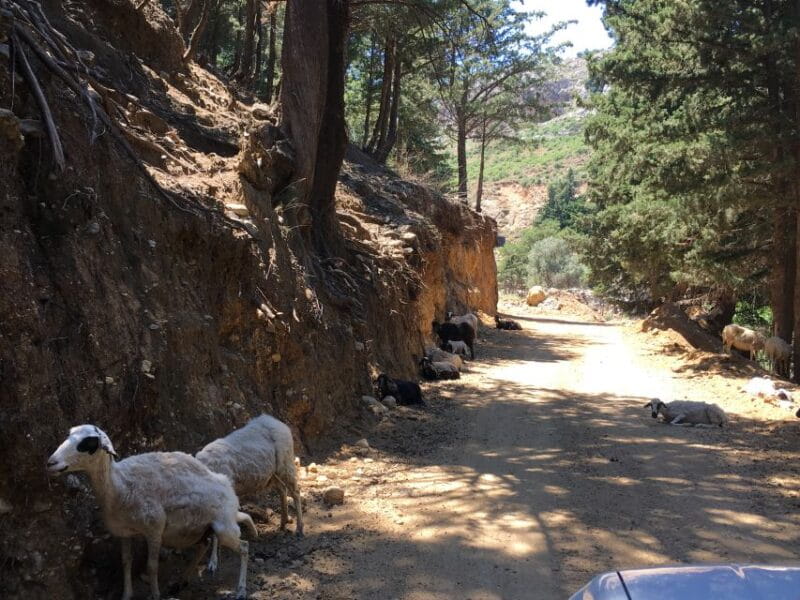 Kos 4x4 Exploration: Panoramic Views, Villages & Flavors - FAQ