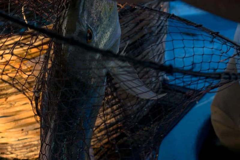 Kos, Greece: Fishing Trip Experience with Captain Tasos - Final Thoughts