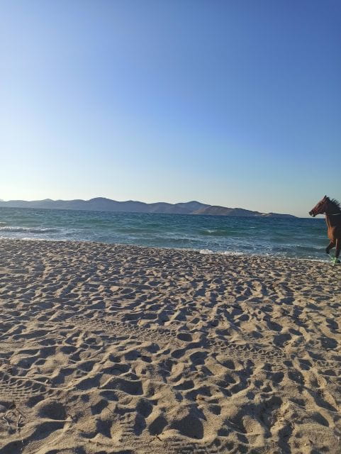 Kos: Horse Riding Experience on the Beach with Instructor - Key points / Takeaways