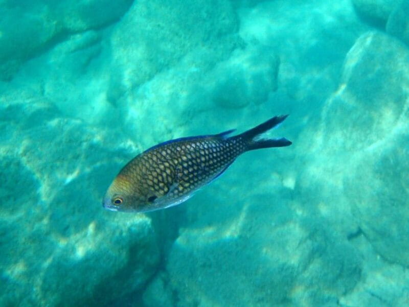 Kos: Kefalos Bay Boat Cruise with Fishing, Swimming, & Meal - FAQ