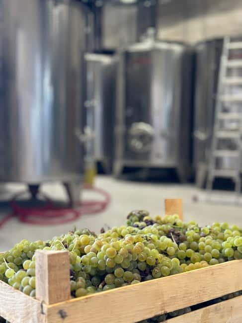 Kotor & Wine: Tasting the Charms Beneath Mount Lovcen - Exploring Kotor’s UNESCO Old Town