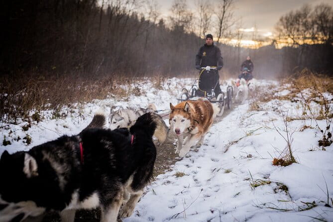 Kraków Full Dog Sled Ride - Exploring the Tatra Mountains and the Husky Reserve