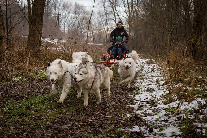 Kraków Full Dog Sled Ride - Who Should Consider This Tour?