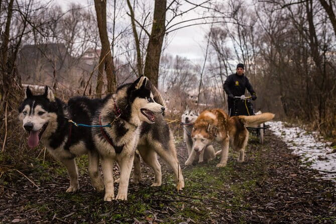 Kraków Full Dog Sled Ride - Price and Value