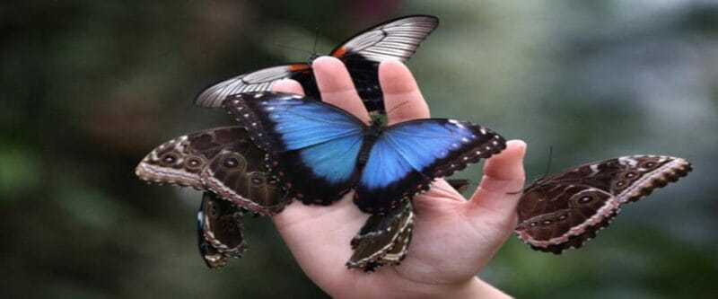 Krakow: Museum of Living Butterflies 2+2 - Entering the World of Butterflies in Krakow