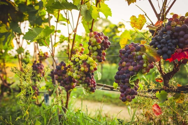 Krakow: Vineyard Tour with Wine Tasting and Dinner - Price and Logistics: What You’re Getting