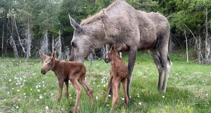 Kristiansand: Guided Bus Tour and Moose Park Experience - Kristiansand: Guided Bus Tour and Moose Park Experience – A Genuine Wildlife Adventure