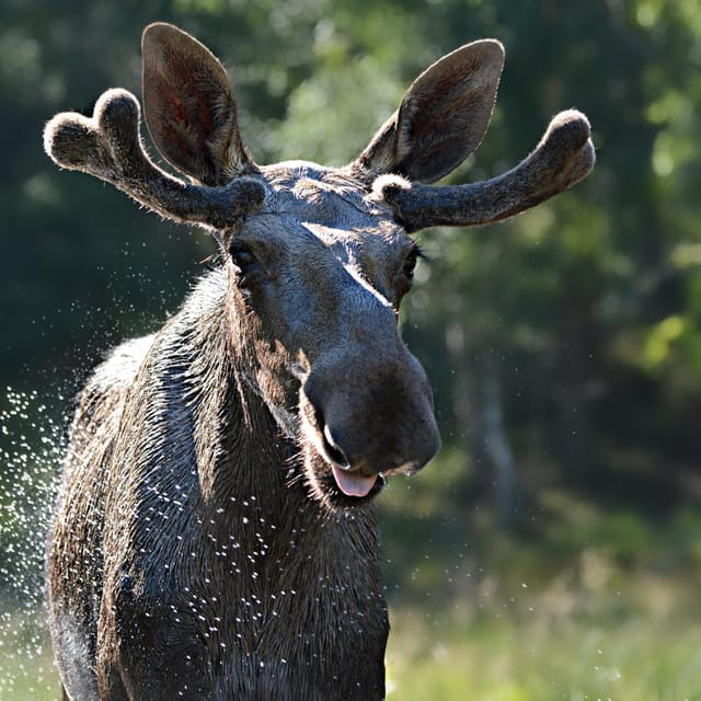 Kristiansand: Guided Bus Tour and Moose Park Experience - Key points / Takeaways