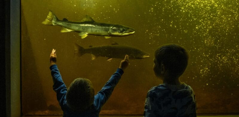 Kristiansand: Wild Salmon Center Guided Tour with Bus Ride - Exploring the Fish Ladder and Center