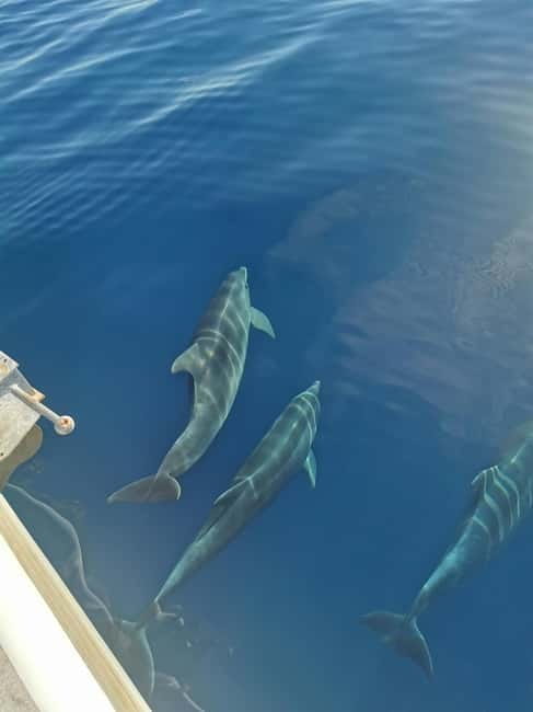 Krk: Golden Bay, Blue Cave, & 4 Islands Cruise - Island Plavnik: The Nature Lover’s Paradise