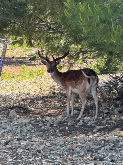 Krk: Golden Bay, Blue Cave, & 4 Islands Cruise - Kormat Island: The Seagull’s Sanctuary