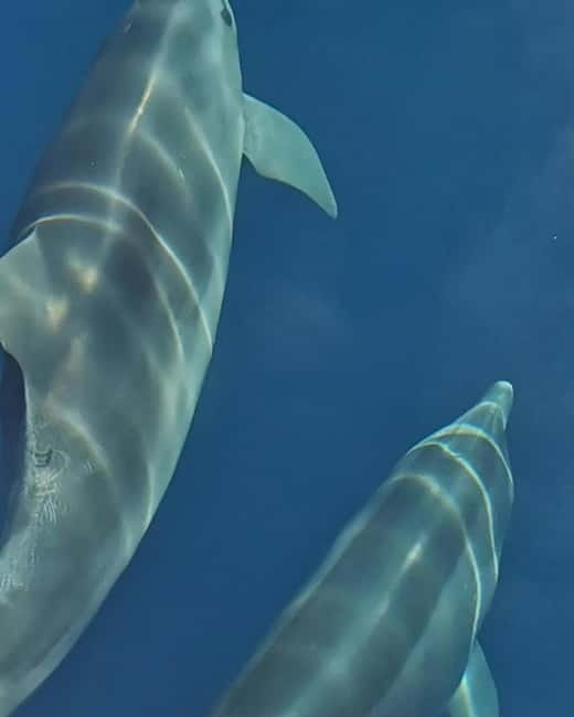 Krk: Golden Bay, Blue Cave, & 4 Islands Cruise - Price and Logistics