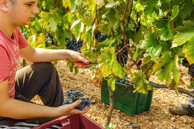 Krka Waterfalls & Dalmatian delights from Split or Trogir - Summary: Is This Tour Worth It?