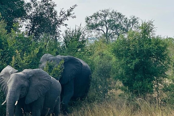 Kruger National Park, Safari Game Drive. - Wildlife Viewing Opportunities