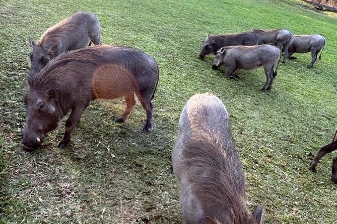 Kruger National Park, Safari Game Drive. - Malelane Gate Entrance