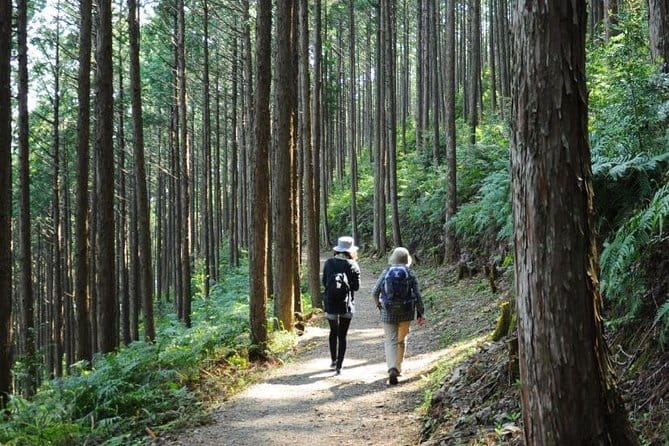 Kumano Kodo Pilgrimage Full-Day Private Trip With Government Licensed Guide - Exploring Wakayamas Spiritual Landscape