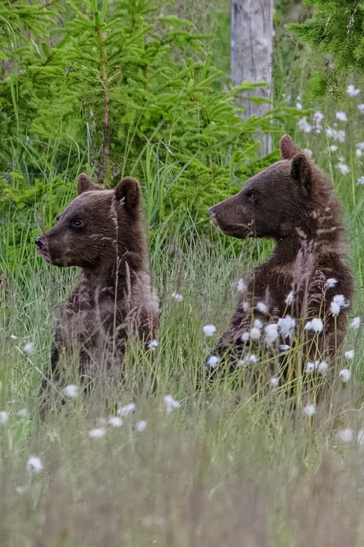 Kuusamo: Bear watching evening - Exploring Kuusamo’s Evening Bear Watching Experience