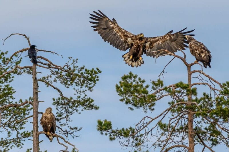 Kuusamo: Bear watching evening - Key Points / Takeaways