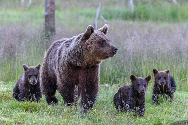 Kuusamo: Bear watching evening - What To Expect: A Typical Evening