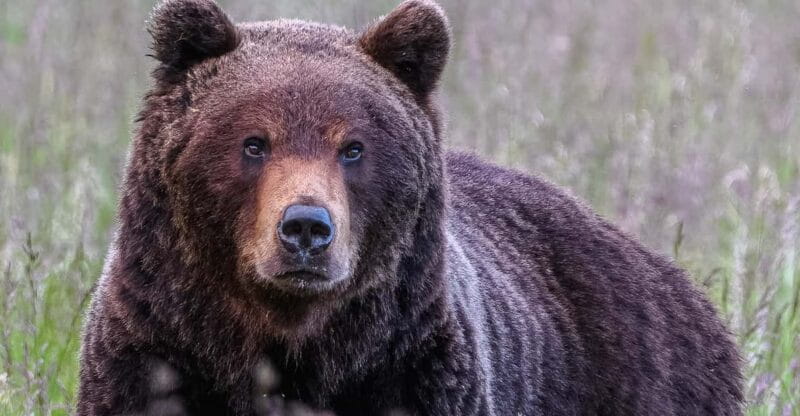 Kuusamo: Bear watching evening - Pricing, Logistics, and Value