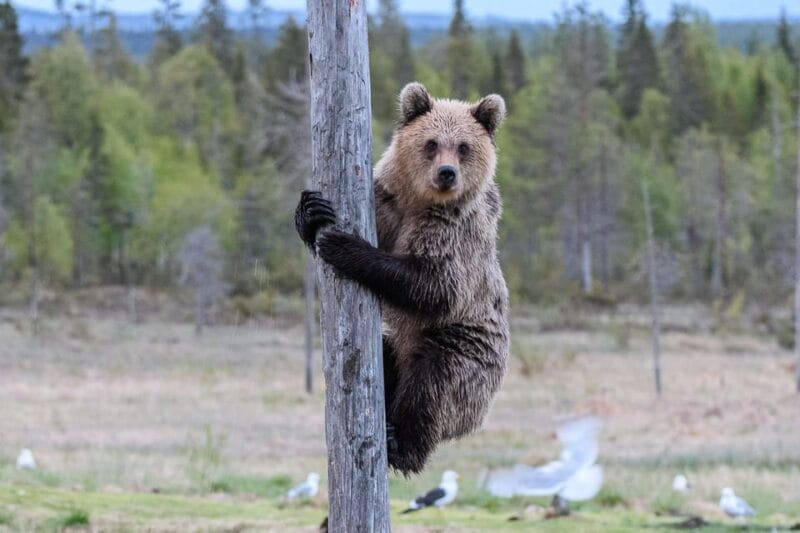 Kuusamo: Bear watching evening - Who Will Love This Experience?