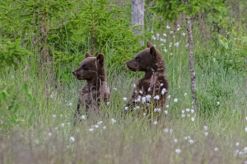 Kuusamo: Bear watching evening - FAQ: Practical Questions Answered