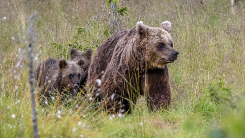 Kuusamo: Bear watching evening - Final Thoughts