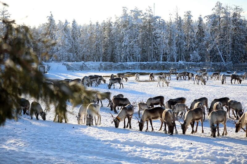 Kuusamo: Morning Feeding of Hundreds of Reindeer - Key Points / Takeaways