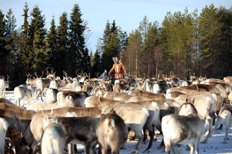Kuusamo: Morning Feeding of Hundreds of Reindeer - An In-Depth Look at the Reindeer Feeding Experience