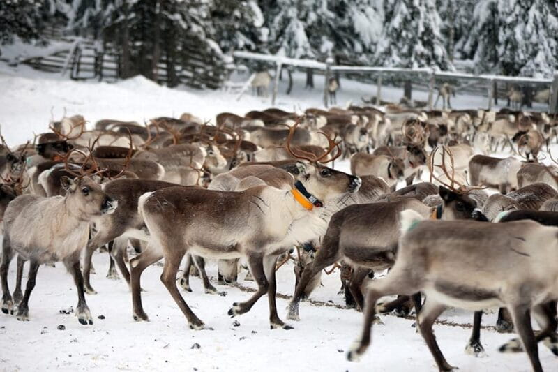 Kuusamo: Morning Feeding of Hundreds of Reindeer - Who Should Consider This?