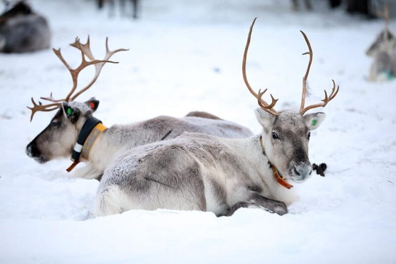 Kuusamo: Reindeer Farm Visit - Key points / Takeaways
