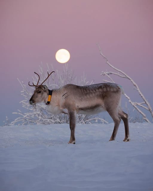 Kuusamo: Reindeer Farm Visit - Kuusamo Reindeer Farm: An In-Depth Look