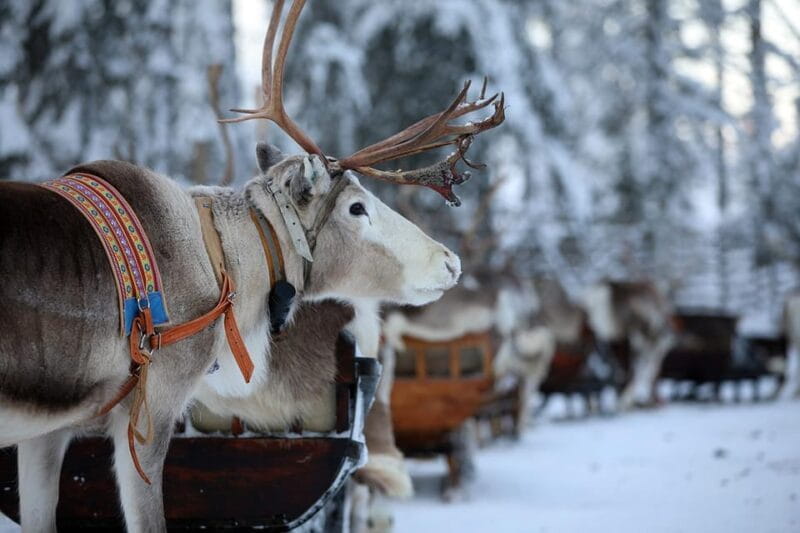 Kuusamo: Reindeer Sleigh Ride and Farm Visit - Key points / Takeaways