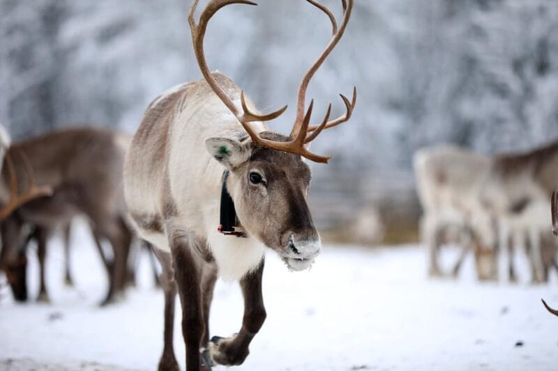 Kuusamo: Reindeer Sleigh Ride and Farm Visit - Exploring the Kuusamo Reindeer Farm: What You Can Expect