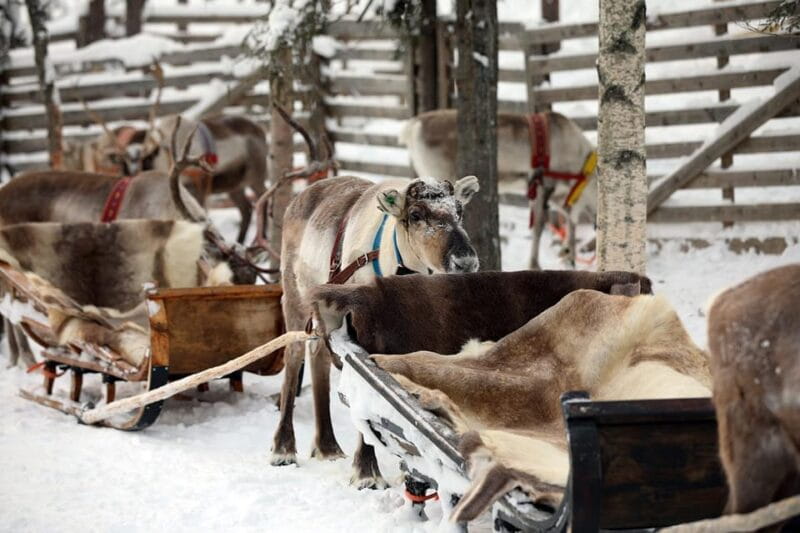 Kuusamo: Reindeer Sleigh Ride and Farm Visit - Practical Tips for Your Visit