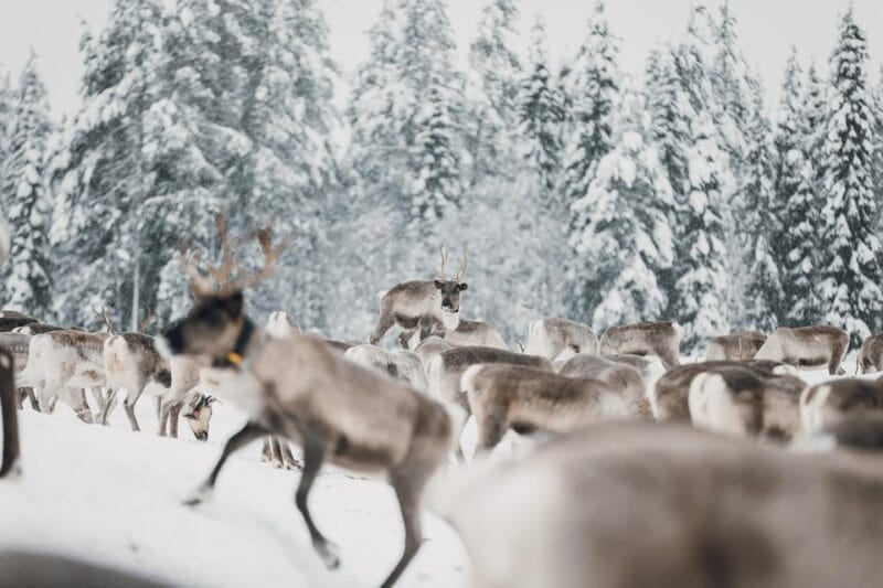 Kuusamo: Reindeer Sleigh Ride and Farm Visit - FAQ: Your Questions About the Kuusamo Reindeer Farm Visit