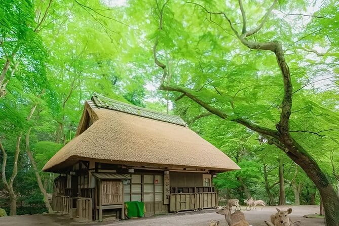 Kyoto and Nara Day Tour From Osaka and Kyoto - Booking Information and Details