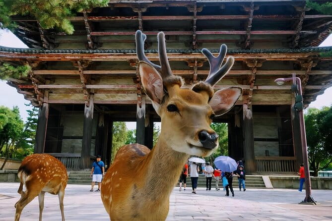 Kyoto and Nara Deer Sightseeing Day Trip From Osaka - Meeting Point and Logistics